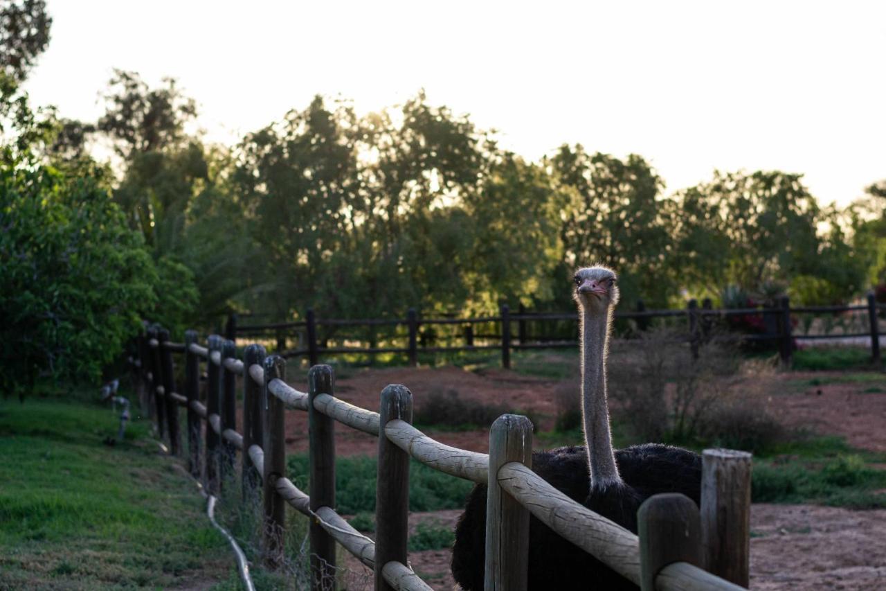 Mooiplaas Guesthouse Oudtshoorn Zewnętrze zdjęcie